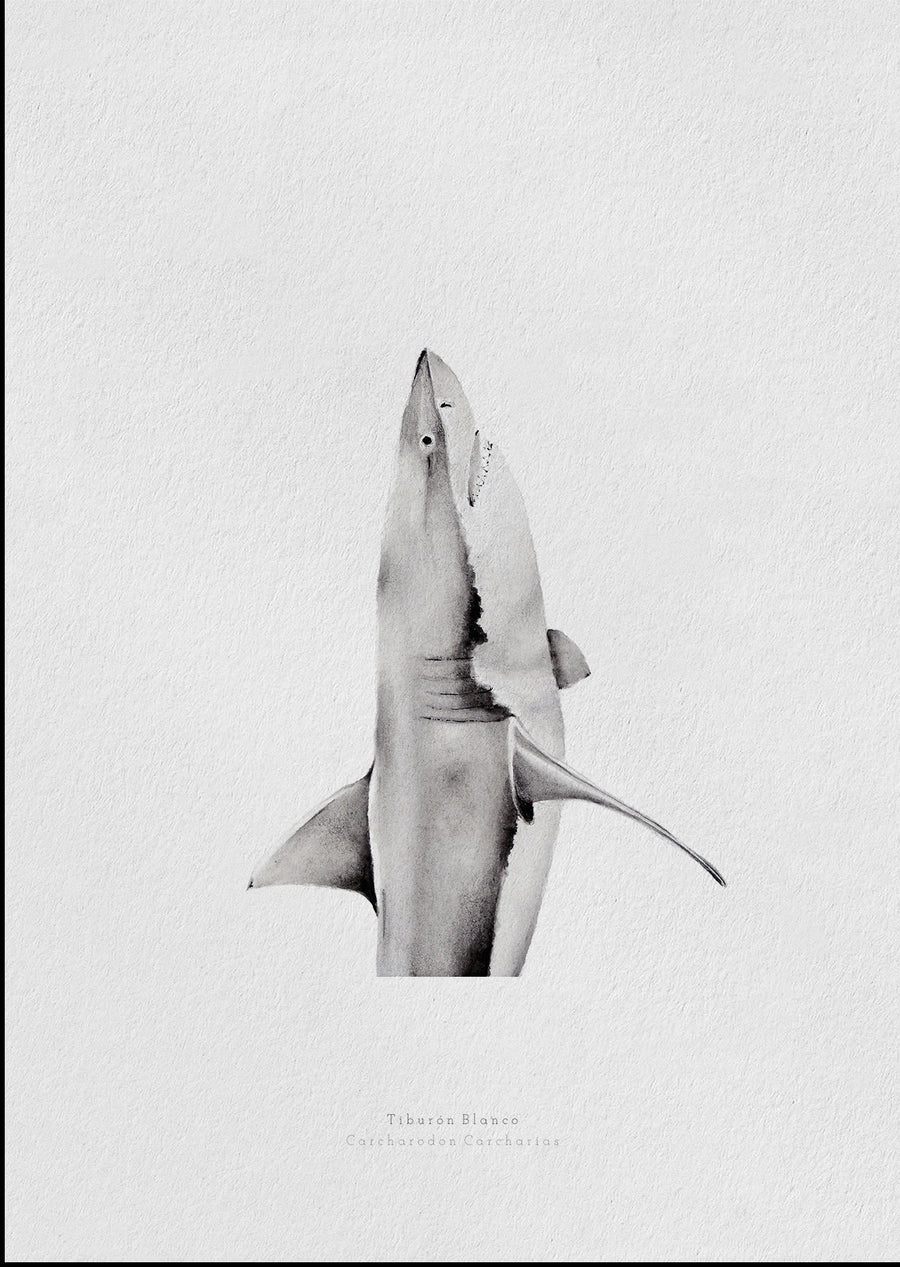 Tiburón blanco vertical